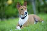 Image result for Basenji Hund. Size: 154 x 102. Source: www.dog-breeds.net