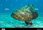 Image result for "epinephelus Itajara". Size: 145 x 102. Source: www.alamy.com