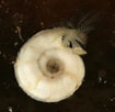 Image result for Spirorbis Spirorbis. Size: 105 x 102. Source: www.realmonstrosities.com