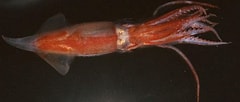 Afbeeldingsresultaten voor Enoploteuthidae. Grootte: 240 x 102. Bron: tolweb.org