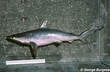 Image result for "carcharhinus Isodon". Size: 155 x 102. Source: www.floridamuseum.ufl.edu