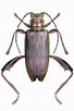 Image result for "paraphronima Crassipes". Size: 68 x 102. Source: www.pinterest.com.mx
