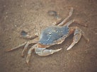 Image result for "liocarcinus Holsatus". Size: 137 x 102. Source: www.marlin.ac.uk