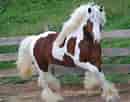 Billedresultat for Clayton County, Iowa Gypsy Vanner Horse breeders and Stallions. størrelse: 130 x 102. Kilde: www.gypsyvannerforsale.com