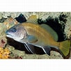 Image result for "umbrina Cirrosa". Size: 102 x 102. Source: www.peces.info