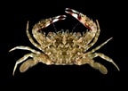 Image result for "charybdis Orientalis". Size: 144 x 102. Source: www.crabdatabase.info