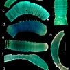 Afbeeldingsresultaten voor Notomastus latericeus Geslacht. Grootte: 102 x 102. Bron: www.researchgate.net