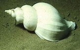 Image result for "neptunea Antiqua". Size: 162 x 102. Source: www.uniprot.org
