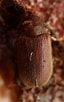 Image result for Anobothrus gracilis. Size: 64 x 102. Source: www.flickr.com