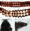 Image result for "spiophanes Kroeyeri". Size: 101 x 102. Source: www.researchgate.net