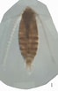 Image result for "nannocalanus Minor". Size: 66 x 103. Source: www.odb.ntu.edu.tw