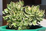 Image result for "corolla Ovata". Size: 149 x 103. Source: worldofsucculents.com
