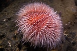 Image result for "lucilla Echinus". Size: 154 x 103. Source: www.pinterest.com