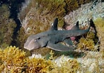 Afbeeldingsresultaten voor Mexican Hornshark Habitat. Grootte: 147 x 103. Bron: www.oceanlight.com