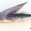 Image result for "cheilopogon Heterurus". Size: 103 x 103. Source: www.researchgate.net
