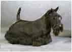Image result for Skotsk terrier Frisure. Size: 142 x 103. Source: www.dyreabc.dk