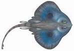 Image result for Neoraja caerulea Geslacht. Size: 148 x 103. Source: www.kalapeedia.ee