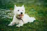 Image result for West Highland White Terrier. Size: 155 x 103. Source: fishsubsidy.org