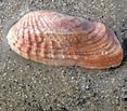 Afbeeldingsresultaten voor "petricola Pholadiformis". Grootte: 117 x 103. Bron: www.beachexplorer.org