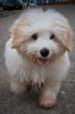 Image result for Coton De Tulear. Size: 68 x 103. Source: www.thepetowners.com