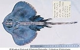 Image result for Neoraja caerulea Anatomie. Size: 163 x 103. Source: www.fishbase.se