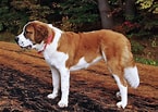 Bilderesultat for Bernhard dog. Størrelse: 145 x 103. Kilde: commons.wikimedia.org