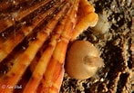 Afbeeldingsresultaten voor Sycon elegans. Grootte: 147 x 103. Bron: www.salentosommerso.it
