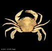 Image result for "liocarcinus Pusillus". Size: 104 x 103. Source: www.crustaceology.com