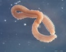 Image result for "aricidea Catherinae". Size: 130 x 103. Source: www.marinespecies.org