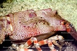 Image result for Scyllarides nodifer. Size: 154 x 103. Source: photovault.com