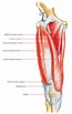 Image result for Musculus Gracilis. Size: 65 x 103. Source: www.earthslab.com