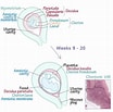 Image result for "cardiapoda Placenta". Size: 104 x 103. Source: drawittoknowit.com