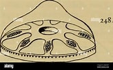 Afbeeldingsresultaten voor "haliscera Conica". Grootte: 165 x 103. Bron: www.alamy.com