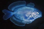 Image result for "psenes Pellucidus". Size: 155 x 103. Source: fishesofaustralia.net.au