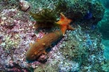 Image result for Apostichopus parvimensis. Size: 155 x 103. Source: reeflifesurvey.com