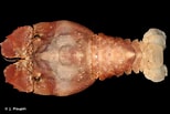 Image result for Scyllarides nodifer. Size: 154 x 103. Source: inpn.mnhn.fr