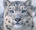 Snow Leopard के लिए छवि परिणाम. आकार: 123 x 103. स्रोत: www.cranekalmanbrighton.com