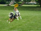 Image result for Frisbee Dog. Size: 134 x 103. Source: www.boneandyarn.com