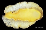 Image result for "geitodoris Planata". Size: 157 x 103. Source: www.flickr.com