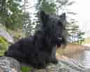 Image result for Skotsk terrier Frisure. Size: 128 x 103. Source: www.rasehund.no