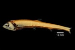 Image result for PHOSICHTHYIDAE Phylum. Size: 156 x 103. Source: fishesofaustralia.net.au