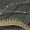 Afbeeldingsresultaten voor "polydora Paucibranchiata". Grootte: 103 x 103. Bron: www.researchgate.net