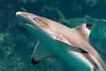 Black Pit Shark 的图像结果.大小：155 x 103。 资料来源：worth-seeing.com