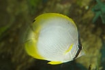 Image result for "chaetodon Ocellatus". Size: 154 x 103. Source: reefapp.net