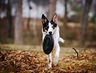 Image result for Frisbee Dog. Size: 136 x 103. Source: herepup.com