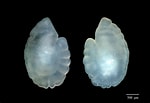 Image result for Ceratoscopelus maderensis Geslacht. Size: 150 x 103. Source: www.researchgate.net