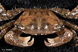 Image result for "pachygrapsus Gracilis". Size: 155 x 103. Source: inpn.mnhn.fr