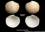 Image result for "lucinoma Borealis". Size: 144 x 103. Source: naturalhistory.museumwales.ac.uk
