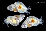 Image result for "rissoella Diaphana". Size: 154 x 103. Source: www.flickr.com