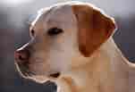 Image result for Labrador Retriever Dyrepleie. Size: 151 x 103. Source: blog.juenpetmarket.com